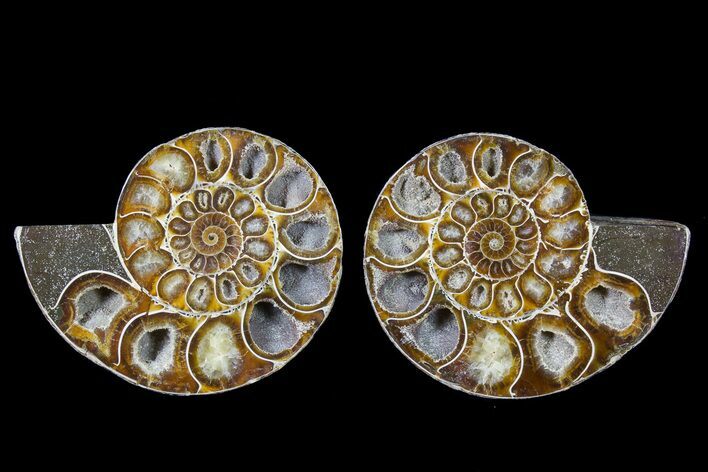 Cut & Polished Ammonite (Anapuzosia?) Pair - Madagascar #78640